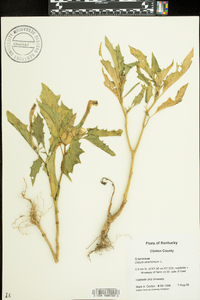 Datura stramonium image