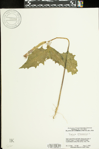 Datura stramonium image