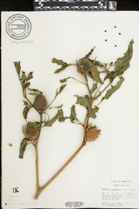 Datura stramonium image