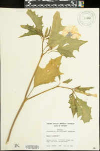 Datura stramonium image