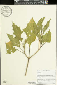 Datura stramonium image