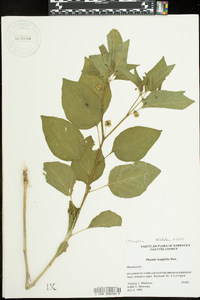 Physalis longifolia image