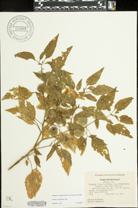 Physalis longifolia image