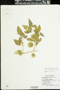 Physalis longifolia image