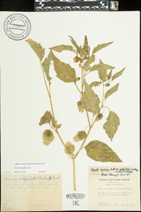 Physalis longifolia image