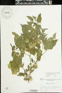 Physalis longifolia image