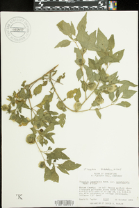 Physalis longifolia image