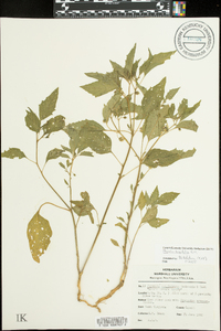 Physalis longifolia image