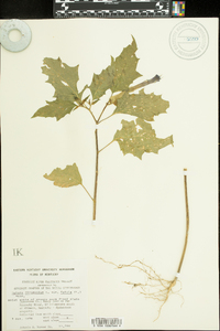 Datura stramonium image