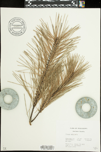 Pinus echinata image