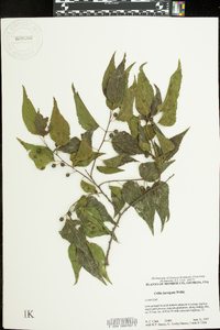 Celtis laevigata image