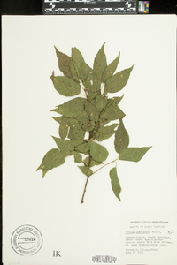 Celtis laevigata image