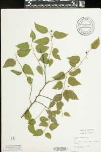 Celtis tenuifolia image