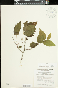 Celtis tenuifolia image