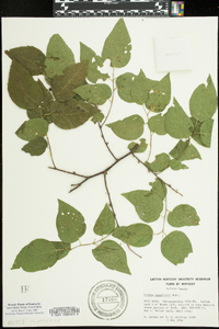 Celtis tenuifolia image