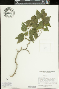 Celtis tenuifolia image