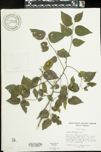 Celtis tenuifolia image