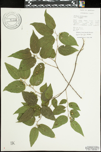 Celtis tenuifolia image