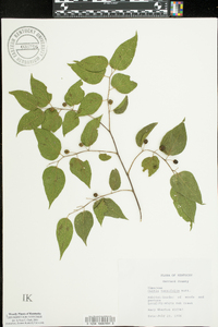 Celtis tenuifolia image