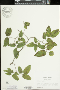 Celtis tenuifolia image