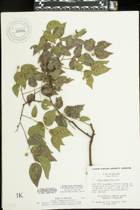 Celtis tenuifolia image