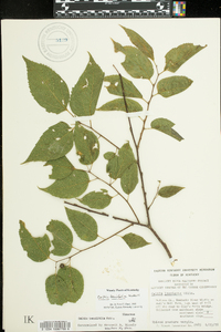 Celtis tenuifolia image