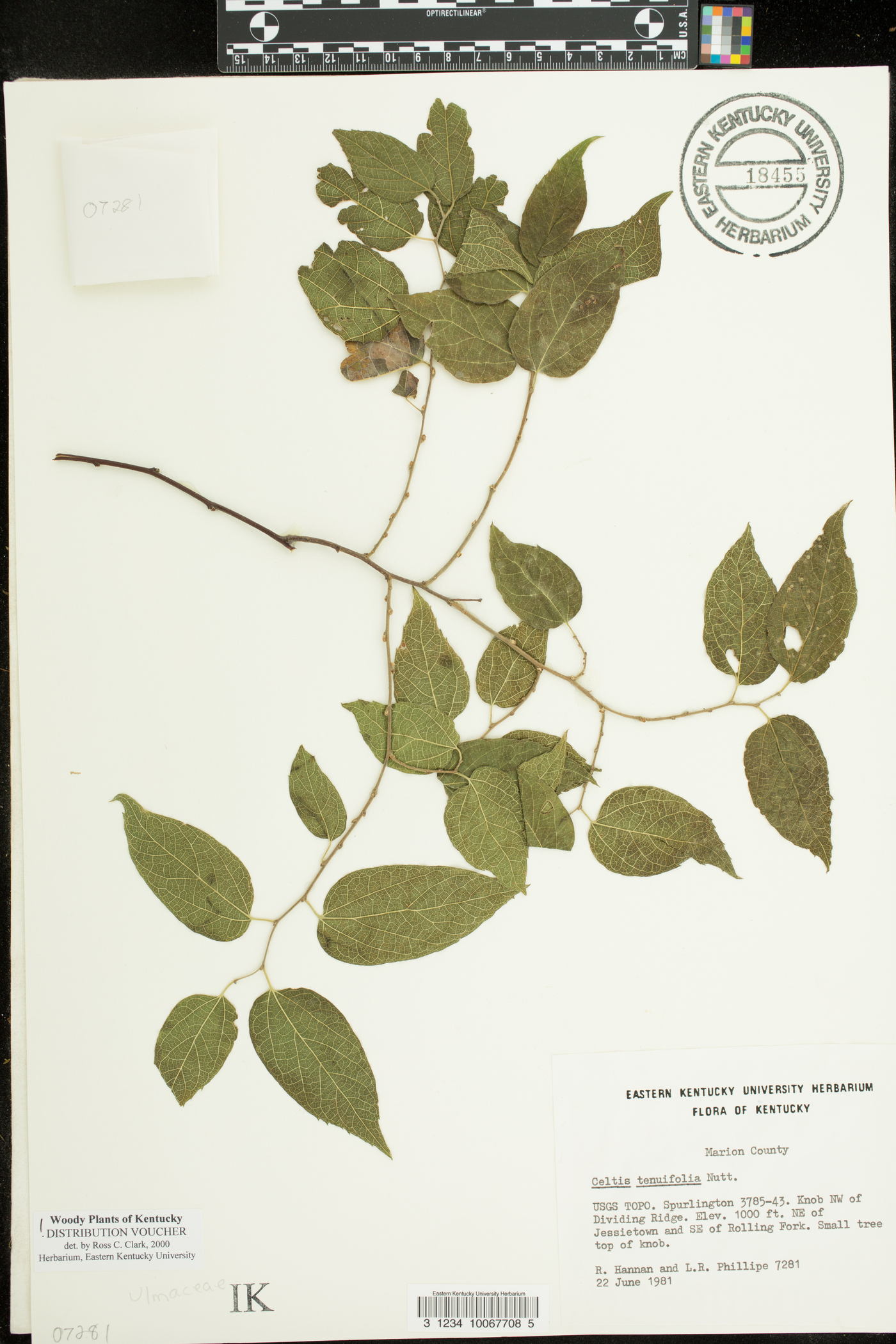 Celtis tenuifolia image