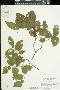 Celtis tenuifolia image