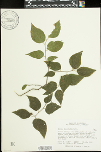 Celtis tenuifolia image