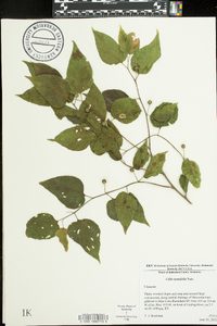 Celtis tenuifolia image