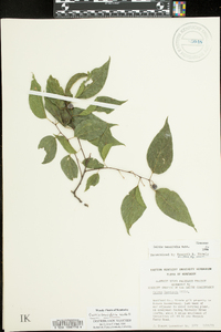 Celtis tenuifolia image