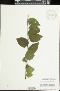 Celtis tenuifolia image