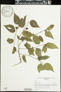 Celtis tenuifolia image