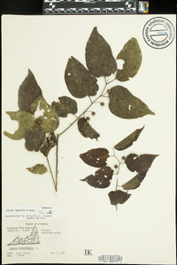 Celtis tenuifolia image