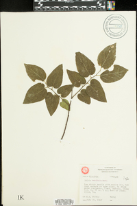 Celtis tenuifolia image