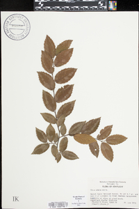 Ulmus alata image