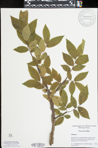 Ulmus alata image