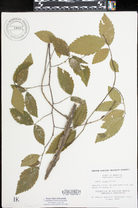 Ulmus alata image