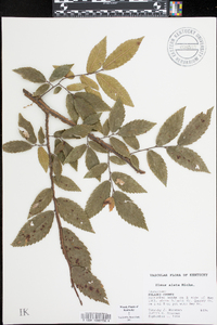 Ulmus alata image