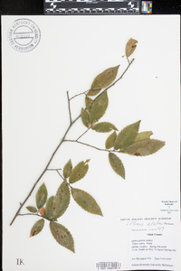 Ulmus alata image