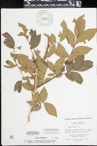 Ulmus alata image