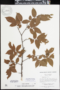 Ulmus alata image