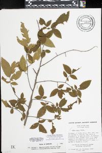 Ulmus alata image