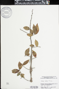 Ulmus alata image