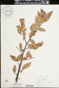 Ulmus alata image