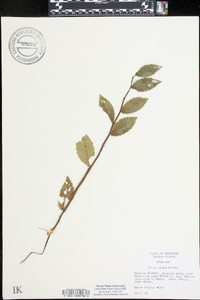 Ulmus alata image