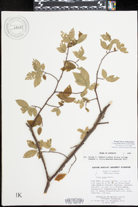 Ulmus alata image