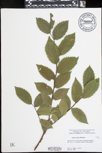 Ulmus alata image