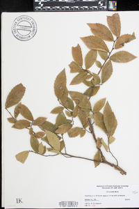 Ulmus alata image