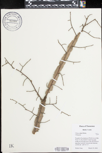 Ulmus alata image